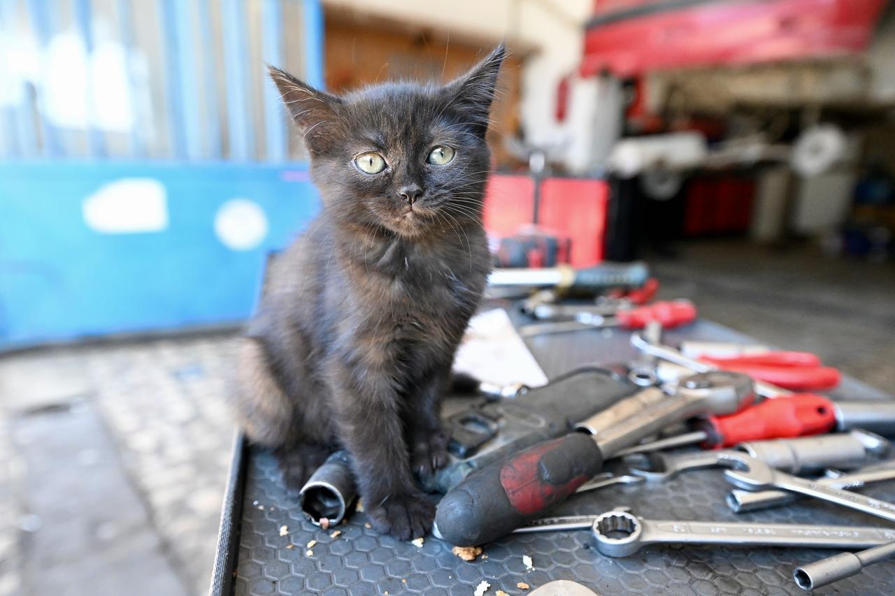Mechanic adopts kitten found in car engine during repair, names it 'apprentice'